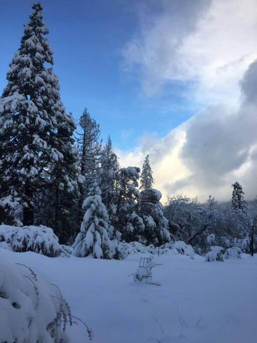 Uncle Grizz'S Cabin...Get Intouch With Nature Bass Lake Annex エクステリア 写真